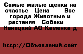 Самые милые щенки на счастье › Цена ­ 1 - Все города Животные и растения » Собаки   . Ненецкий АО,Каменка д.